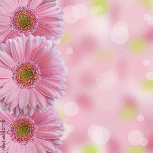 Fototapeta Naklejka Na Ścianę i Meble -  three light pink gerbera daisy flowers abstract bokeh background