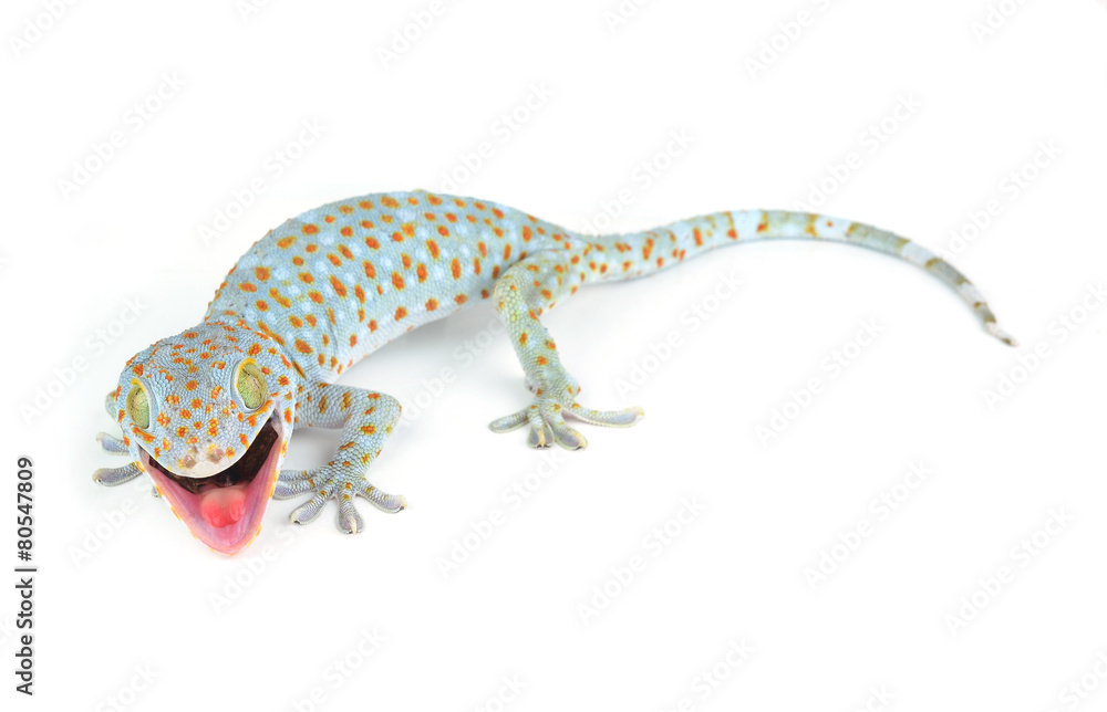 Naklejka premium Tokay Gecko