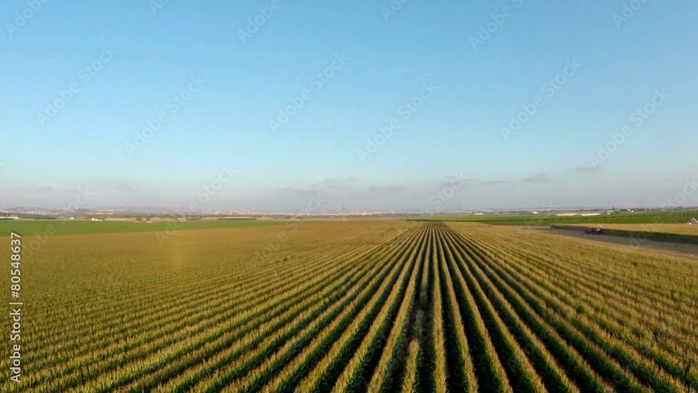 aerial view of corn field aerial view of corn field