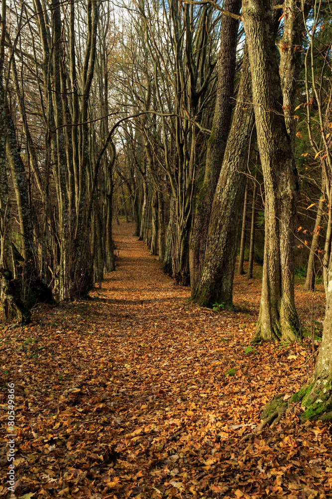 Fototapeta premium path in the autumn forest