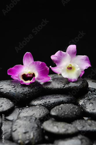 two orchid on wet back stones background