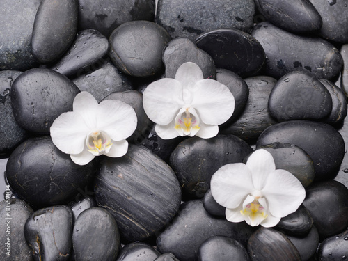  white orchid and back stones background