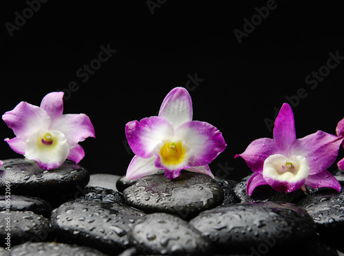 beautiful pink and red orchid on wet pebbles