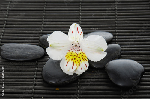 white orchid and black stones on mat