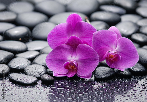 Three pink orchid on zen pebbles on wet background