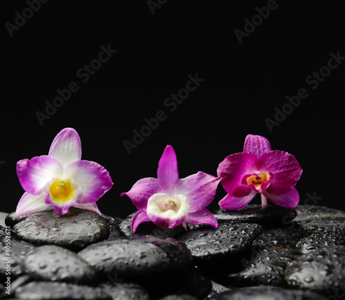 beautiful colorful orchid on black pebbles reflection  -black background