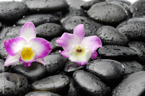 Two orchid on wet pebbles background