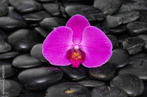 Single beautiful red orchid on black pebbles