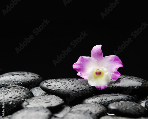 orchid on wet pebbles background