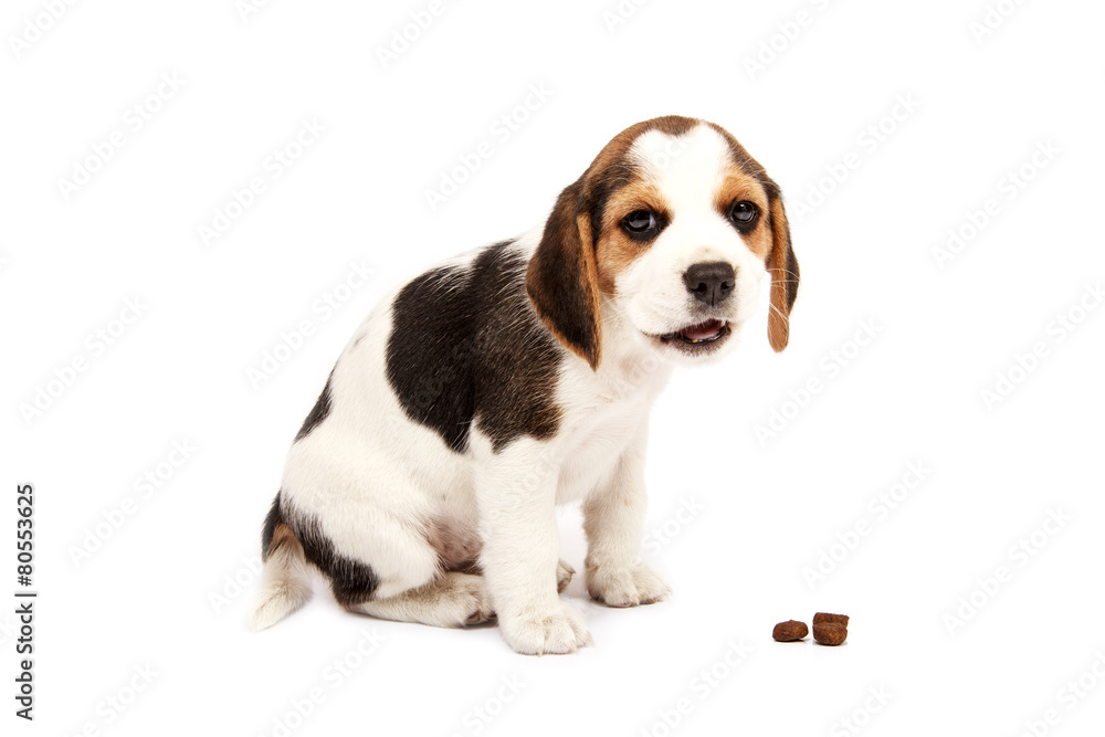 Beagle puppy Beagle puppy