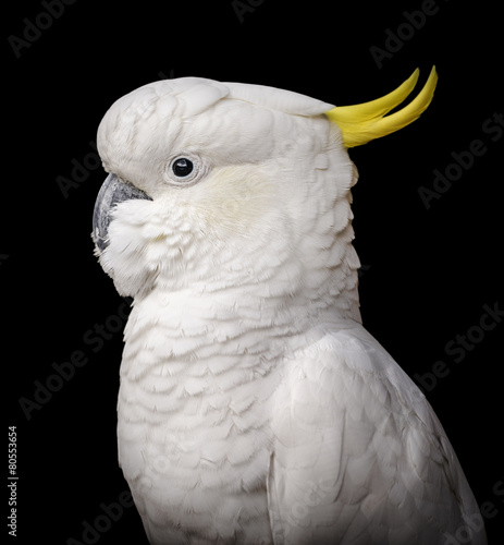 Stunning portrait of a cockatoo parrot bird against a black background