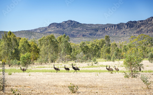 Wild emu birds in the beautiful landscape of Victoria's Grampians National Park
