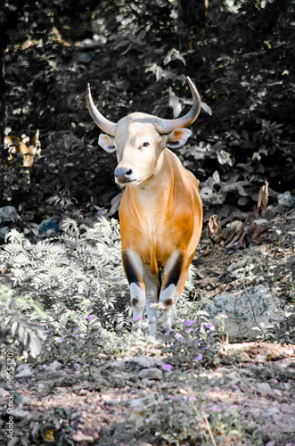 Male Bantengc is eatting on forest, thailand photo