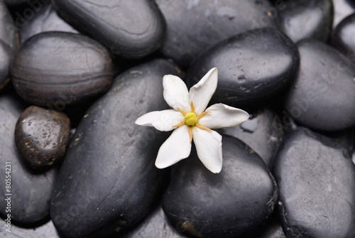 Gardenia on black pebbles