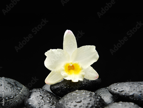 White flowers on wet black stones