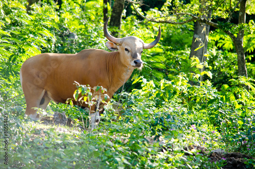 Male Banteng in forest photo