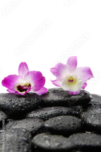 two orchid on wet zen stones