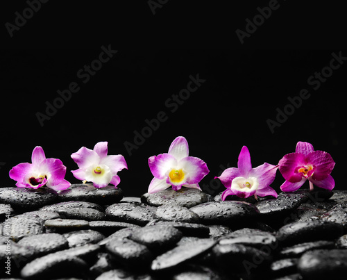 Still life with four orchid on wet zen stones