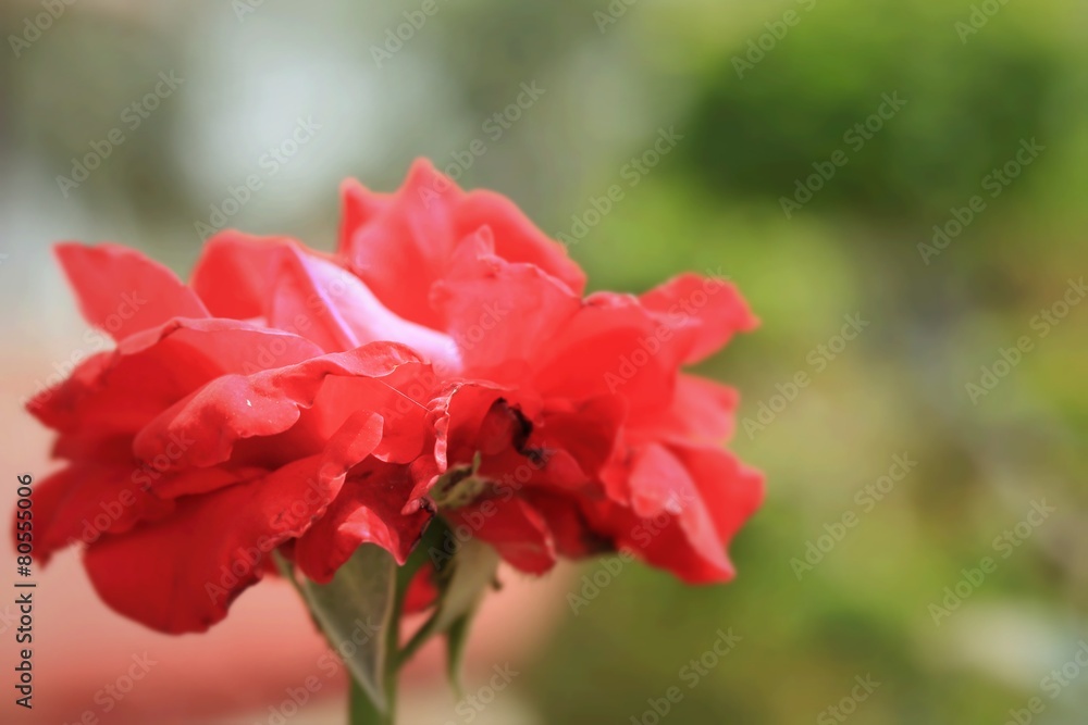red roses red roses