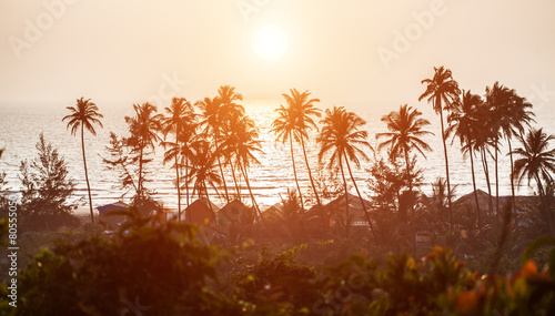 Silhouette of palm trees at Goa, India photo