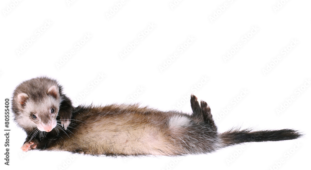 Ferret Rolling Over Ferret Rolling Over