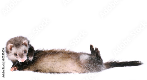 Ferret Rolling Over photo