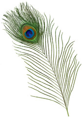 Fototapete Pfau Pfauenfeder Detail mit Farbverlauf  © DMM Photography Art