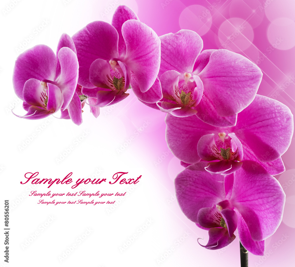 Naklejka premium Pink streaked orchid flower