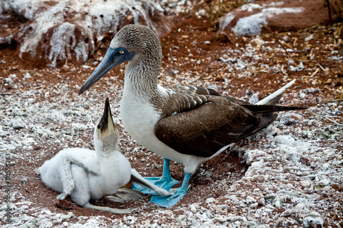 Blue footed booby with chick in the Galapagos Islands photo