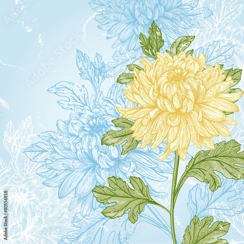 Flower chrysanthemum.