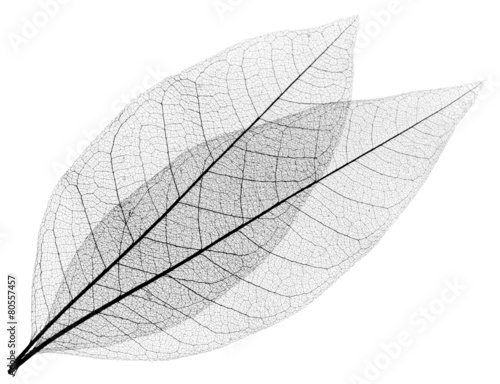 feuilles décoratives noires sur fond blanc photo