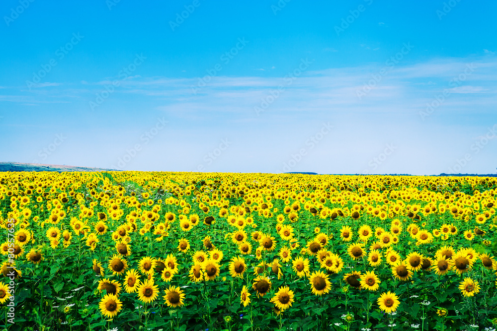 Fototapeta premium sunflower field