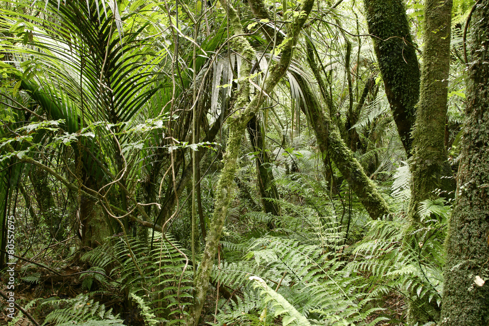 Obraz premium Jungle
