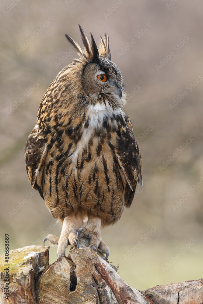 Obraz premium The Eurasian eagle-owl (Bubo bubo)