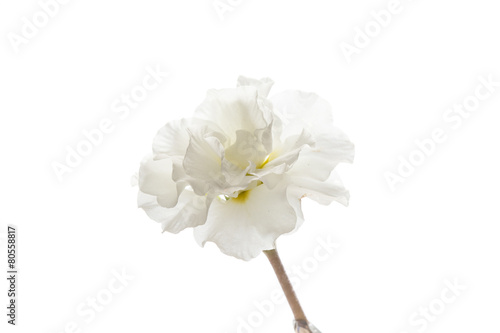 Fototapeta Naklejka Na Ścianę i Meble -  spring flower