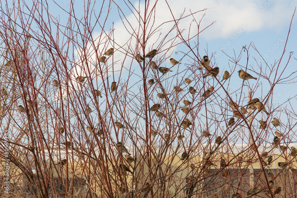 Obraz premium large flock of sparrows