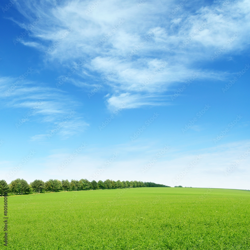 Obraz premium spring meadow and blue sky