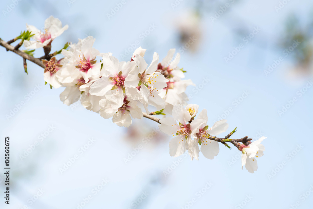 Obraz premium fleurs d'amandier