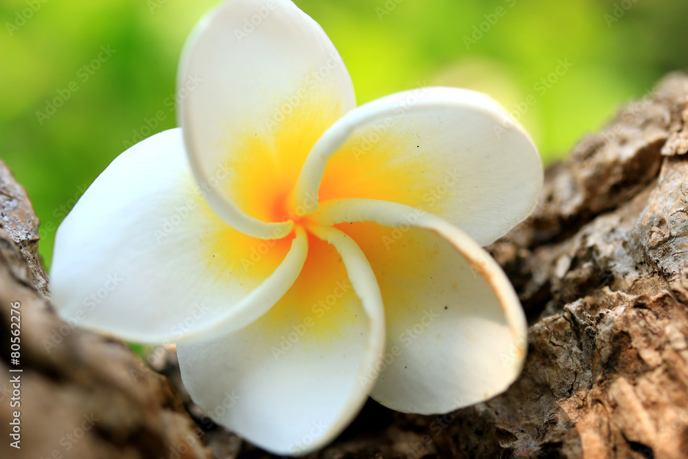 White frangipani flower on tree White frangipani flower on tree