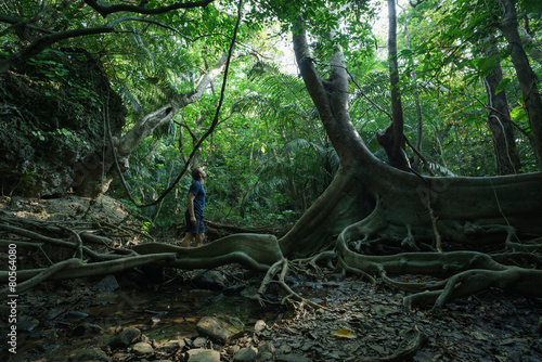 Photography Man standing looking at huge ancient forest tree deep in the Jungle of Iriomote-