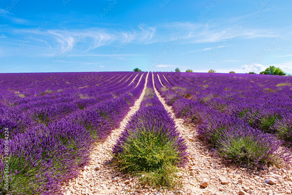 Obraz premium Blooming lavender fields near Valensole in Provence, France.