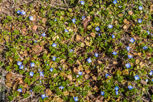 Blue filed speedwell