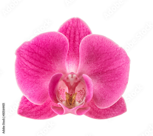 Orchid flower head isolated on white background. Pink blossom © LiliGraphie