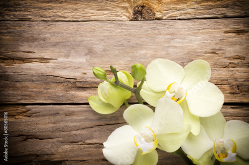 Fototapeta Naklejka Na Ścianę i Meble -  Orchid flower.