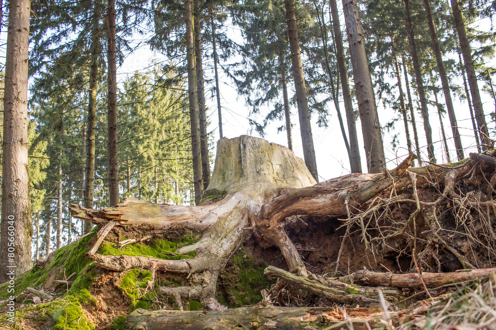 Alter Baumstamm im Wald Alter Baumstamm im Wald