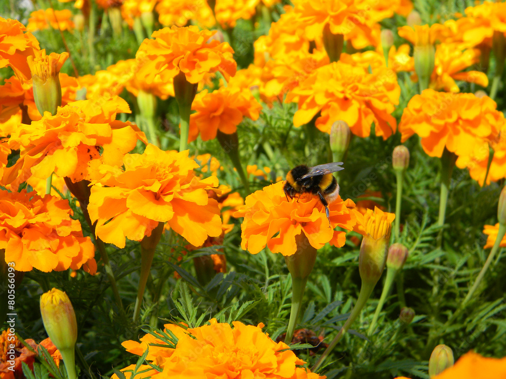 Bumblebee on the Yellow Marigold Flower in the Garden Bumblebee on the Yellow Marigold Flower in the Garden