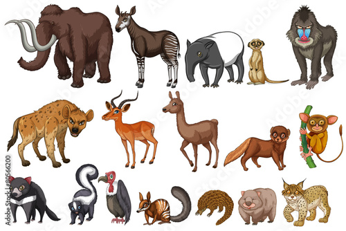 Rare animals