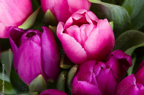 Fototapeta Naklejka Na Ścianę i Meble -  pink  and purple  tulip flowers