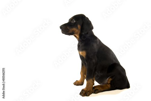 Puppy of doberman pinscher