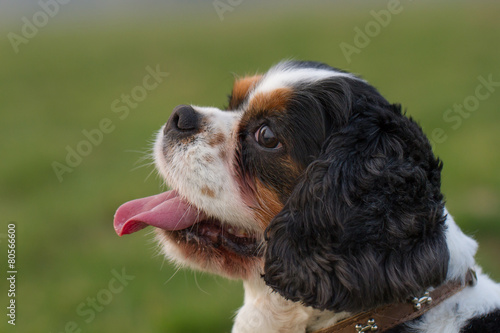 Billede på lærred Cavalier King Charles Spaniel Hunde Portrait